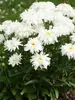 Leucanthemum Marshmallow