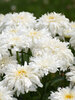 Leucanthemum Marshmallow