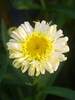 Leucanthemum Real Charmer