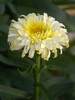 Leucanthemum Real Charmer