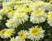 Leucanthemum Real Charmer