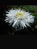 Leucanthemum Sante