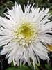 Leucanthemum Sante