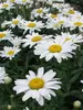 Leucanthemum Snowcap