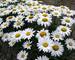 Leucanthemum Snowcap