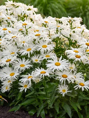 Link to Leucanthemum Spun Silk