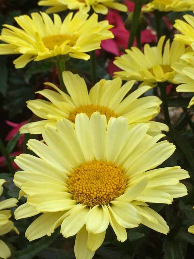 Leucanthemum Real Sunbeam