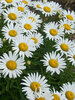 Leucanthemum Tinkerbelle