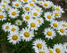 Leucanthemum Tinkerbelle