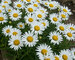 Leucanthemum Tinkerbelle