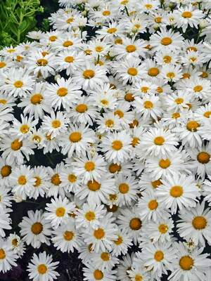 Daisies