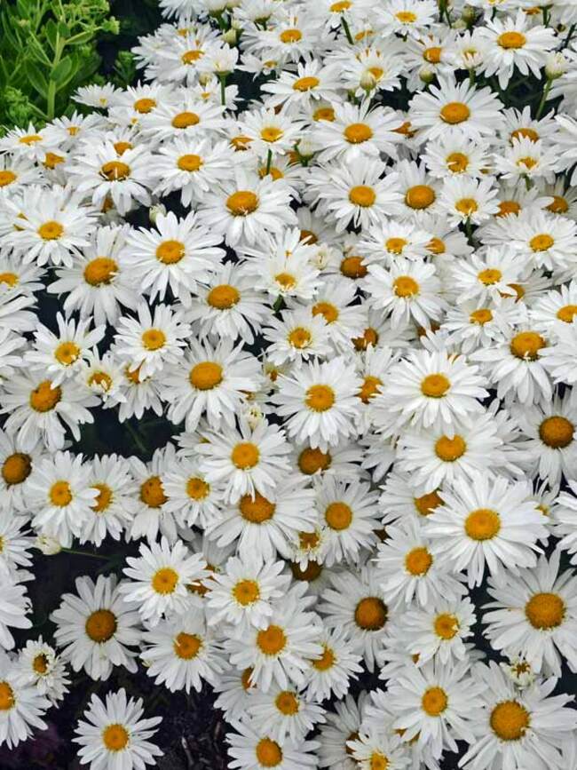 Images of daisies