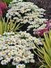 Leucanthemum Whoops a Daisy