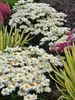 Leucanthemum Whoops a Daisy