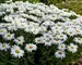 Leucanthemum Whoops a Daisy