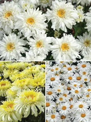 Link to Leucanthemum Collection