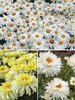 Leucanthemum Collection