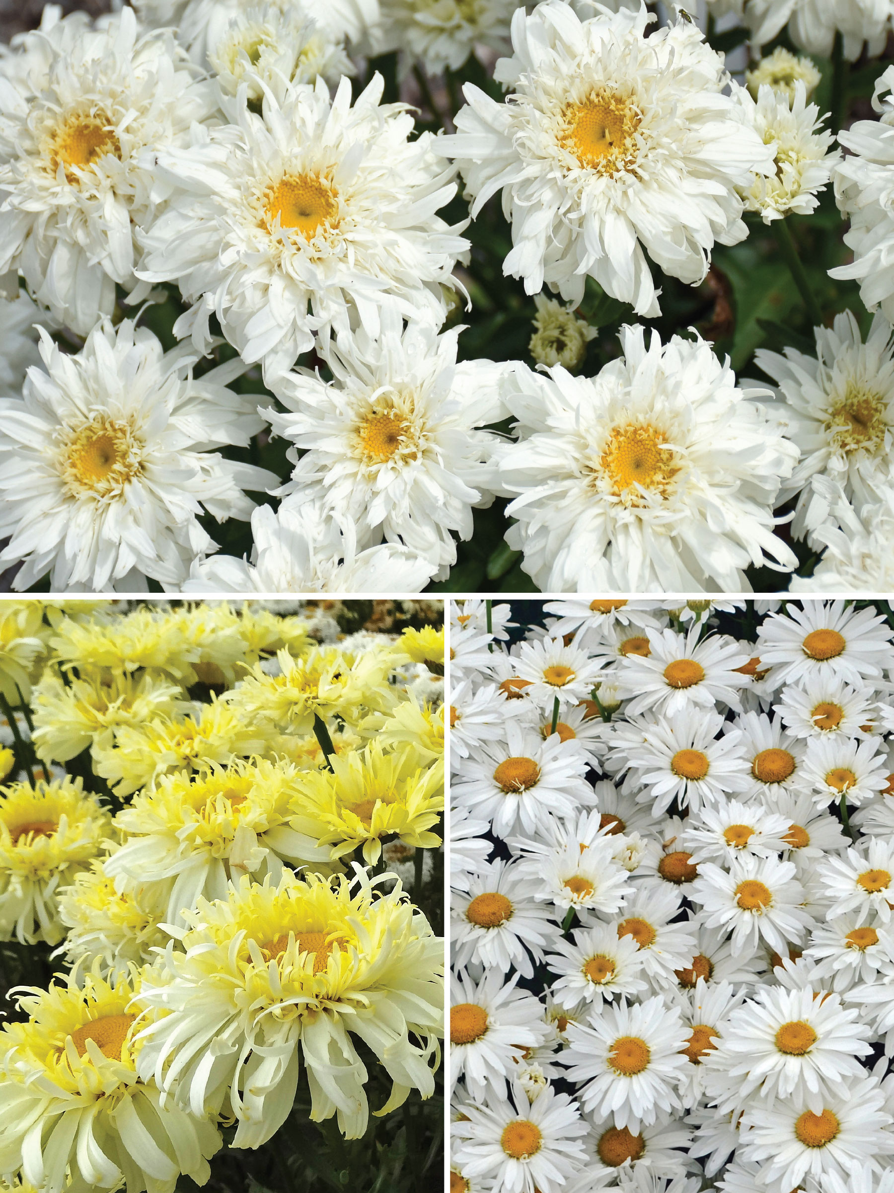 Shasta Daisy Collection | Bluestone Perennials