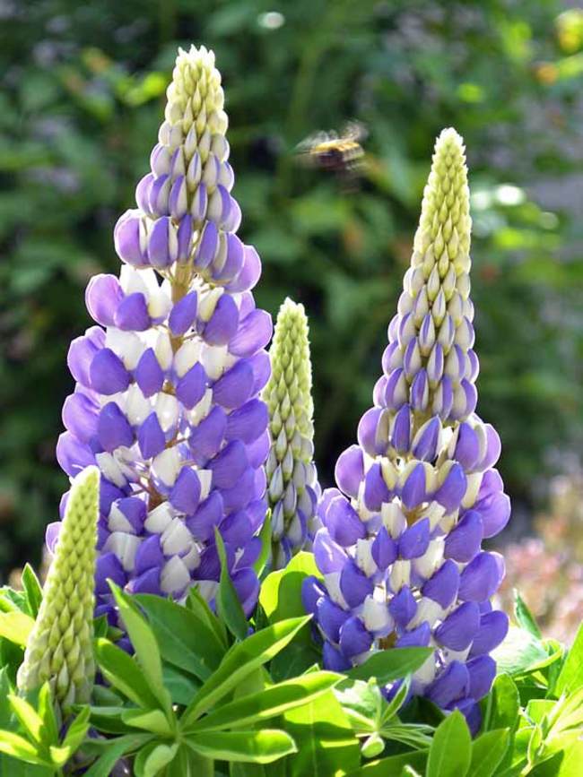 Lupine Mini Gallery Blue Bicolor