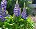 Lupine Mini Gallery Blue Bicolor
