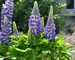 Lupine Mini Gallery Blue Bicolor