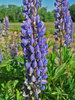 Lupine Blue-Shades