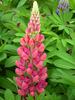 Lupine Gallery Pink