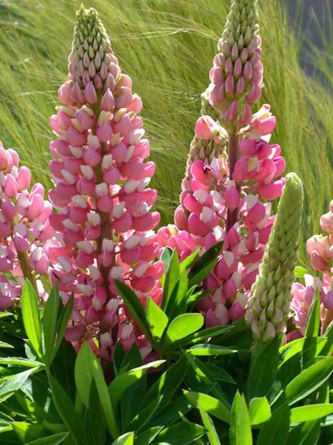 Lupine Mini Gallery Pink Bicolor