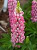 Lupine Mini Gallery Pink Bicolor