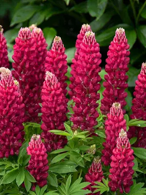 Link to Lupine Mini Gallery&#153; Red