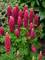 Lupine Mini Gallery Red