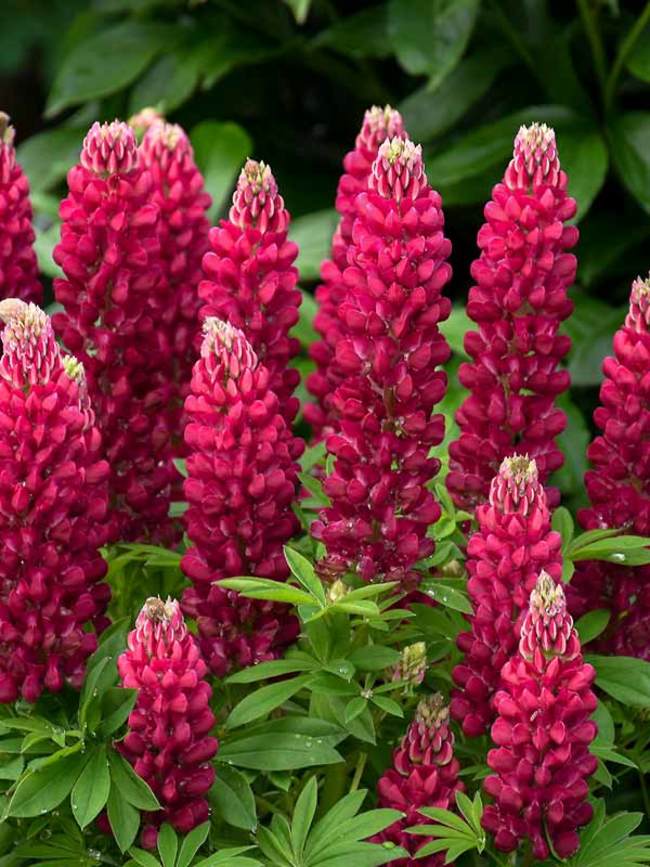 Lupine Mini Gallery Red