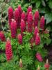 Lupine Mini Gallery Red