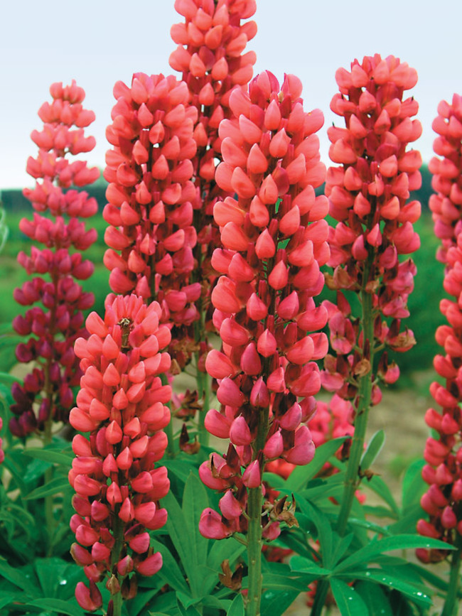 Lupine Red-Shades