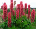 Lupine Red-Shades