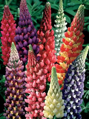 Link to Lupine Woodfield Hybrids