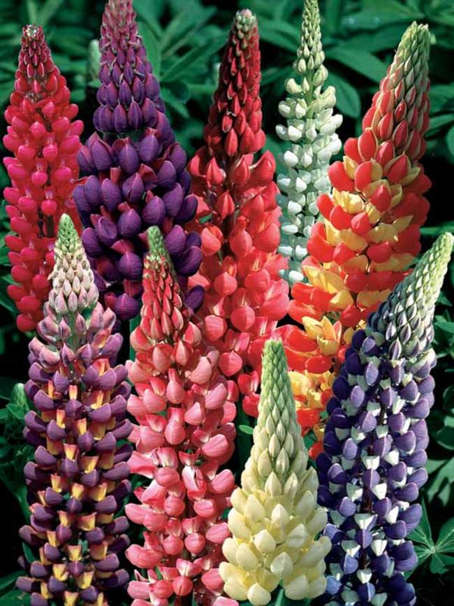 Lupine Woodfield Hybrids