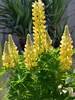 Lupine Mini Gallery Yellow