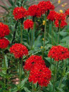 Lychnis
