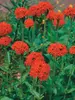 Lychnis Chalcedonica