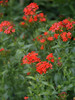 Lychnis Chalcedonica