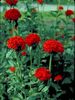 Lychnis Chalcedonica