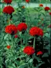 Lychnis Chalcedonica