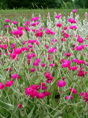 Link to Lychnis Atrosanguinea