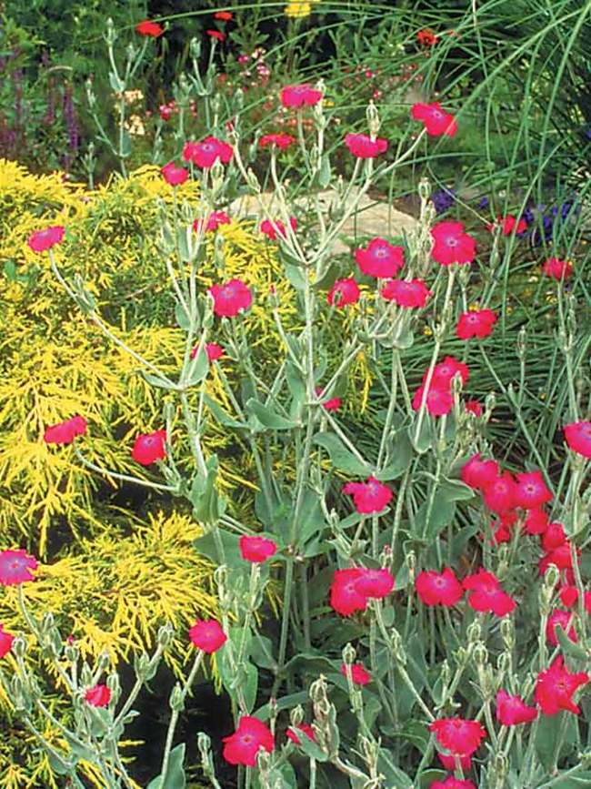 Lychnis atrosanguinea-Rose Campion-Carmín Rojo 1 gramos ~ Aprox 1800 semillas