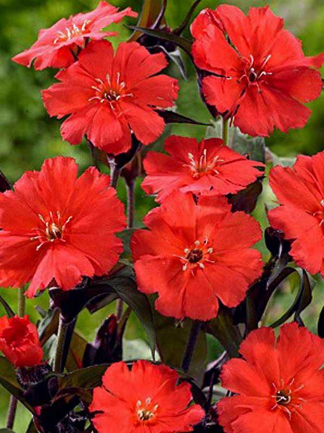 Lychnis Lipstick