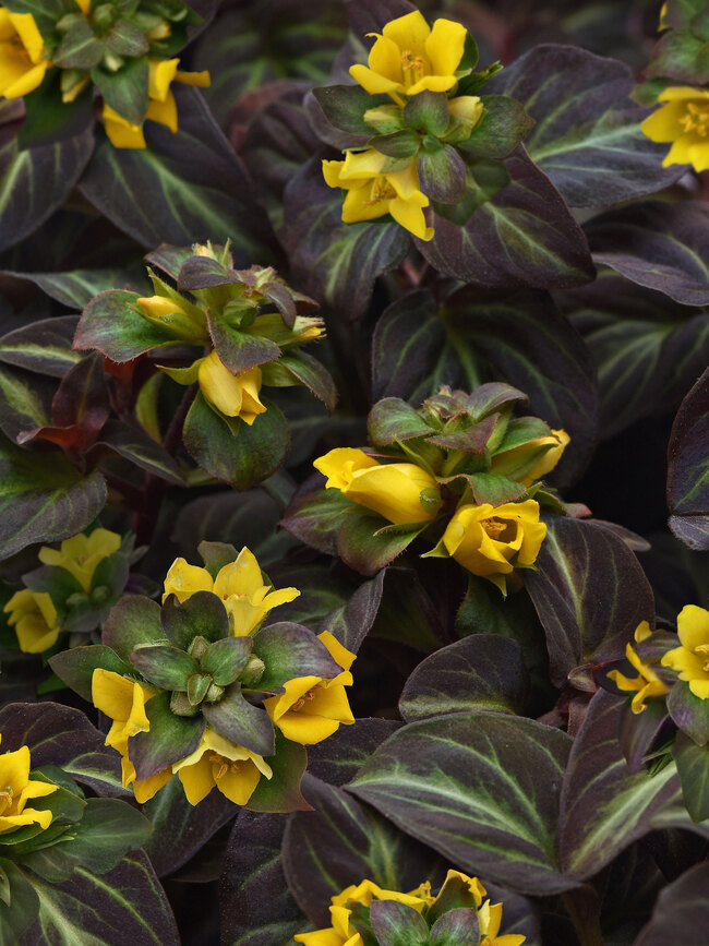 Lysimachia Night Light