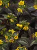 Lysimachia Night Light