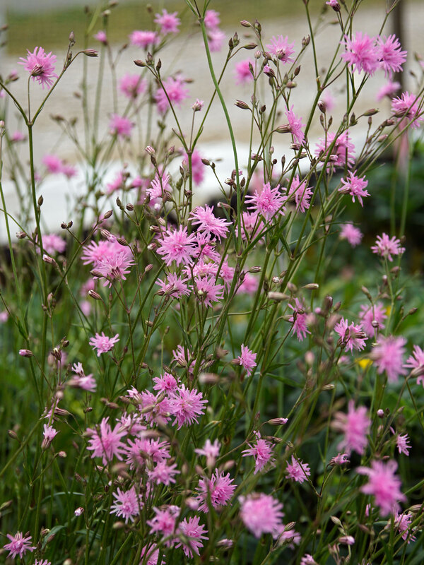 Lychnis Petite Jenny
