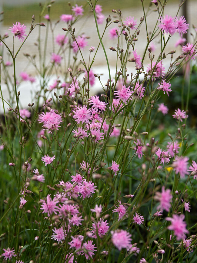 Lychnis Petite Jenny